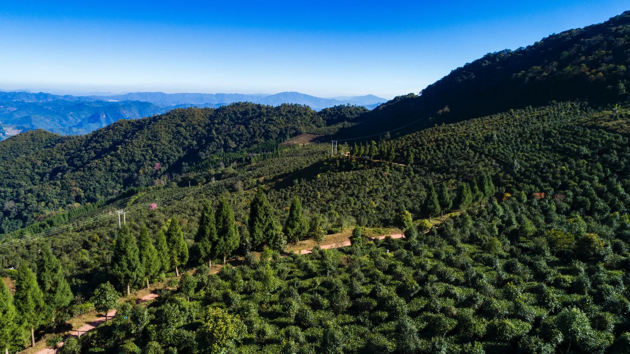 普洱大黑山茶山