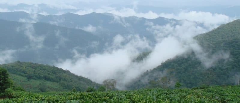 板山皇家贡茶园