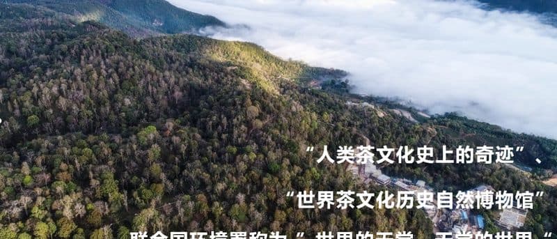 景迈古茶园