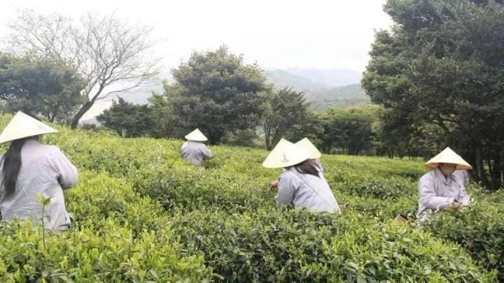竹山有机茶园